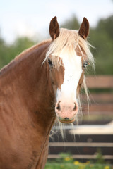 Obraz premium Welsh cob looking at you