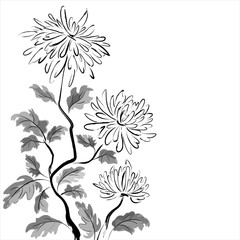 Chinese chrysanthemum. Ink painting
