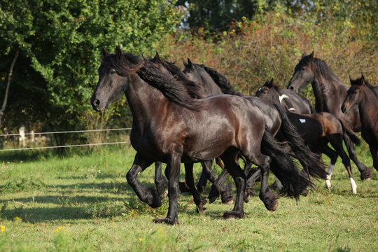 Beautiful black horses running
