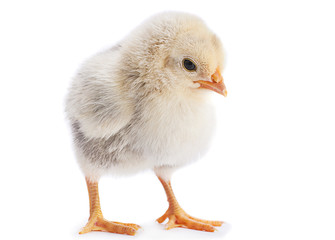 Chicken isolated