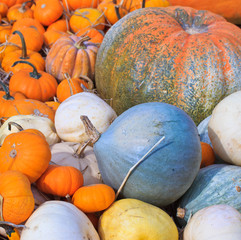 Pumpkin variety