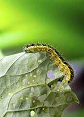 Bruco cavolo Pieris Brassicae