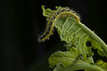bruco cavolo Pieris Brassicae