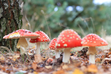 mushroom
