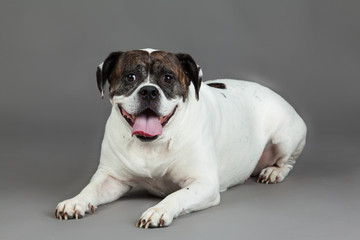 Obraz premium american bulldog on grey background