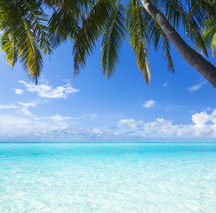 ocean, palm, paradise