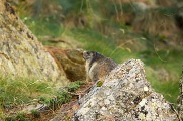 Marmotta in piedi sulla pietraia, ritratto, primo piano