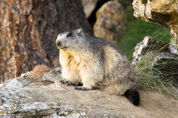 Marmotta in piedi sulla pietraia, ritratto, primo piano