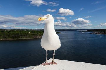 Seagull on a background of Oslo fjord