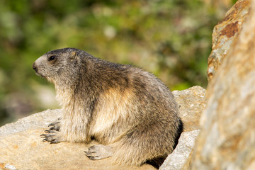 Marmotta in piedi sulla pietraia, ritratto, primo piano