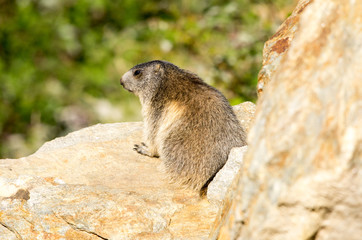 Marmotta in piedi sulla pietraia, ritratto, primo piano