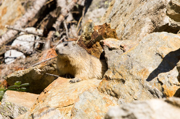 Marmotta in piedi sulla pietraia, ritratto, davanti alla tana