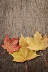 Naklejka na ściany i meble autumn maple leaves on wood surface
