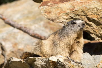 Marmotta in piedi sulla pietraia, ritratto, primo piano