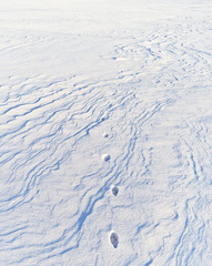 Fox trace through a snowy field