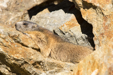 Marmotta esce dalla tana, ritratto, primo piano