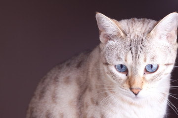 Naklejka na ściany i meble close up bengal cat