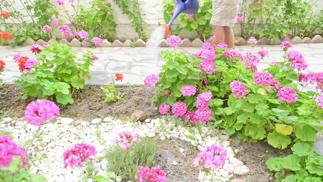 Fottage of flowers being watered
