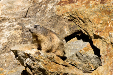 Marmotta sulla pietraia