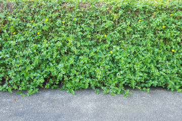 ornamental plants on wall