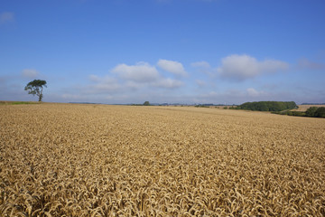 tree with wheat field