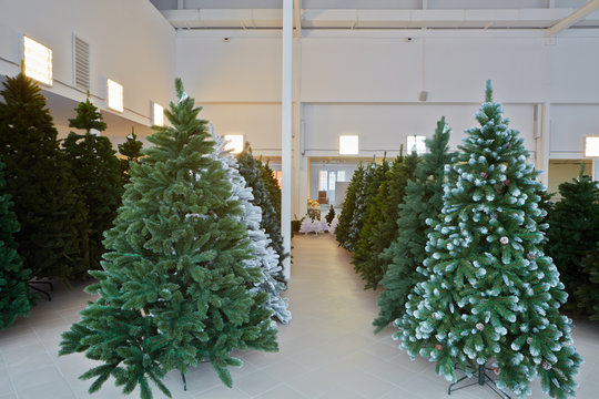 Storage Room With Rows Of Artificial Christmas Trees