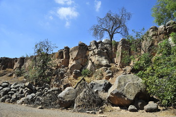 Trees growing on a rock