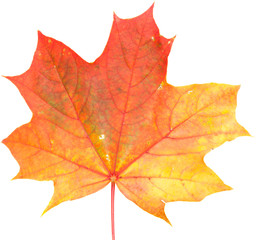 maple leaf