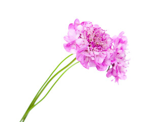 Obraz premium scabiosa isolated