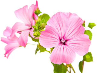 pink lavatera isolated on white