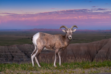 Badlands Bighorn Sheep Male