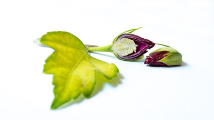 Hibiskus © lichtmensch