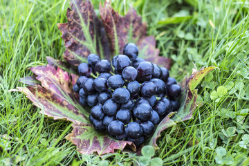 Weintrauben (dunkelblau)