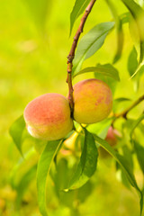 The peach