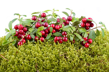 cowberry growing in moss