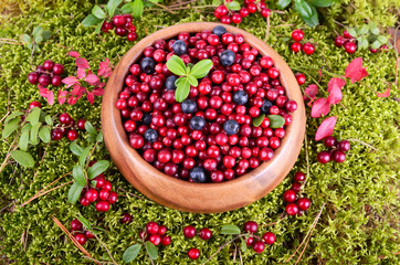 Autumn berrys in moss