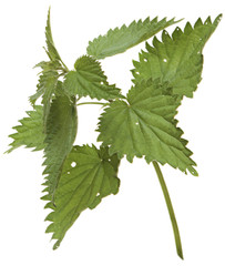 Nettle isolated on a white background.