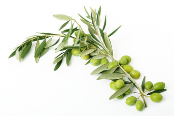 Ramo di ulivo con foglie e olive#5