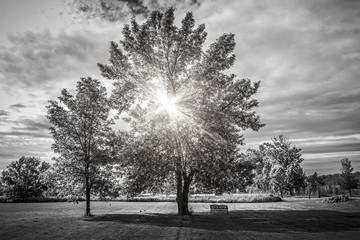 Obraz premium Krajobraz ze słońcem świecącym przez drzewa