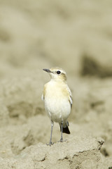 Northern Wheatear on the ground / Oenanthe oenanthe