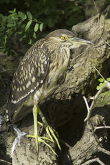 a juvenile of Black crowned night heron