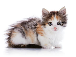 Obraz premium Small cat