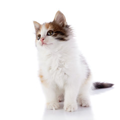 Small kitten sits on a white background.