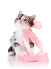 Multi-colored kitten with a pink tape
