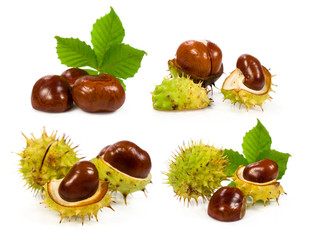 collection of chestnuts