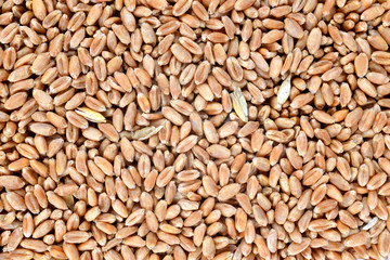 Wheat grain background