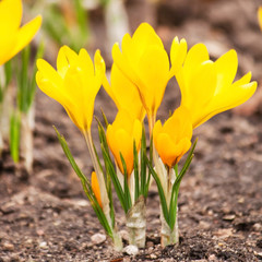 Obraz premium spring flowers