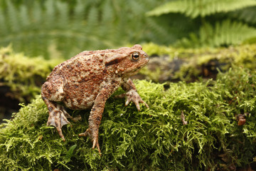 Common toad, Bufo bufo