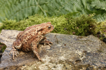Common toad, Bufo bufo