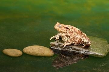 Common toad, Bufo bufo